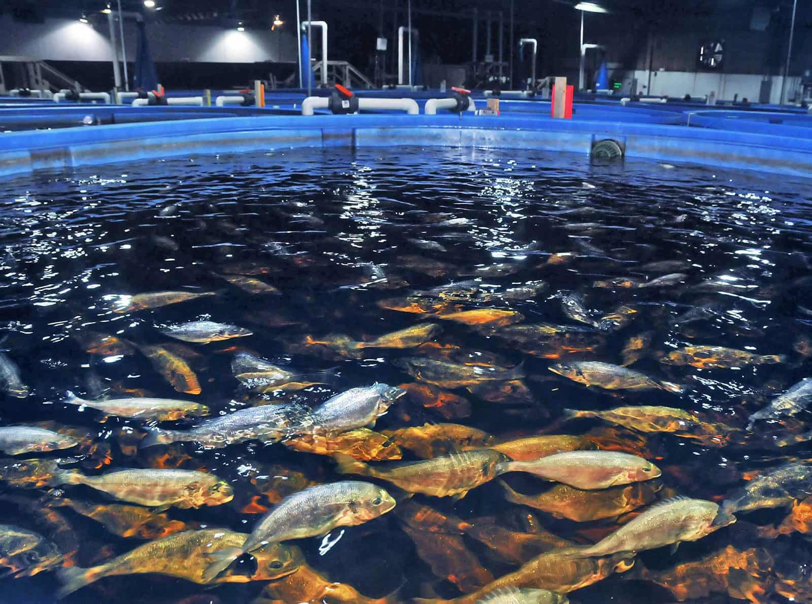 Temperature control in fish farm