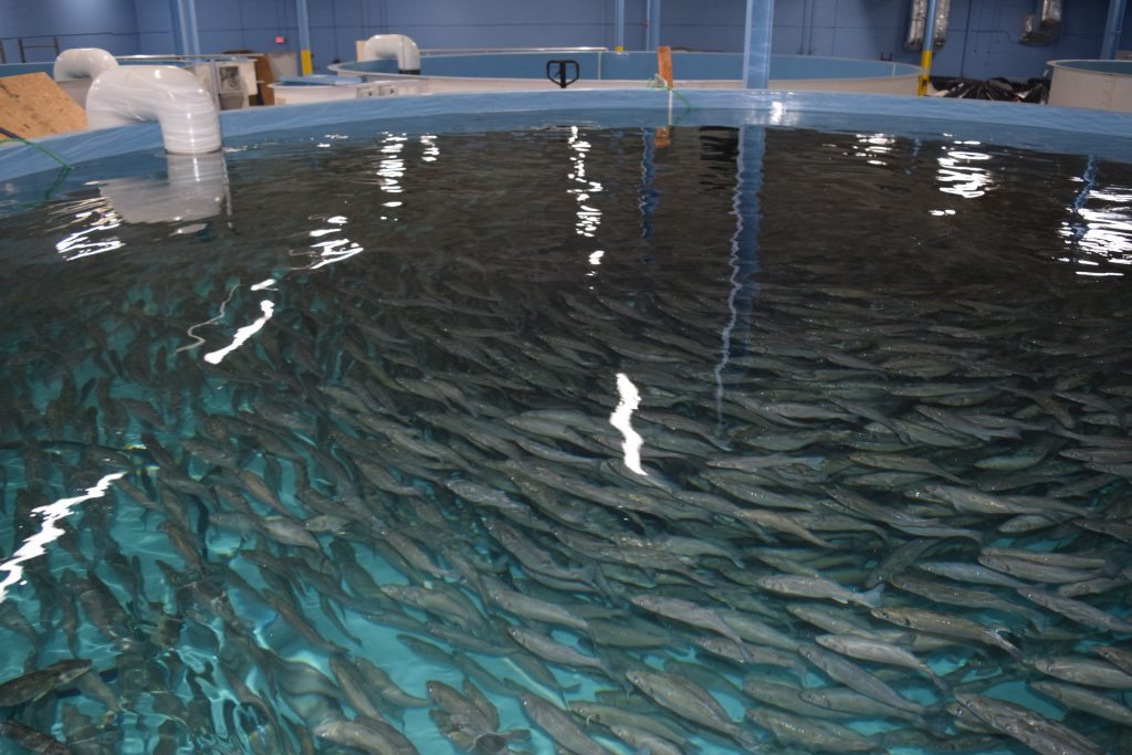 Limia, a fish farm automated by ROBOTBAS